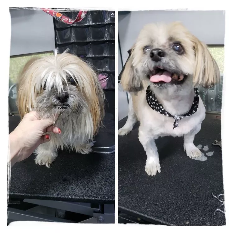 Laundromutt Mobile Pet Grooming, Florida, Coral Springs